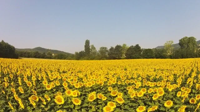 Sunflowers in the Niccone Valley