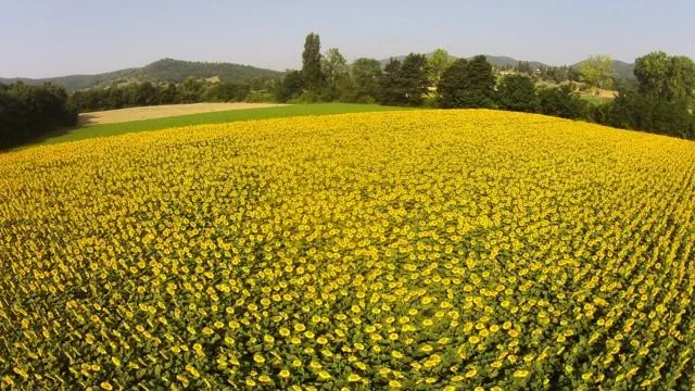 Sunflowers photographed by a drone.