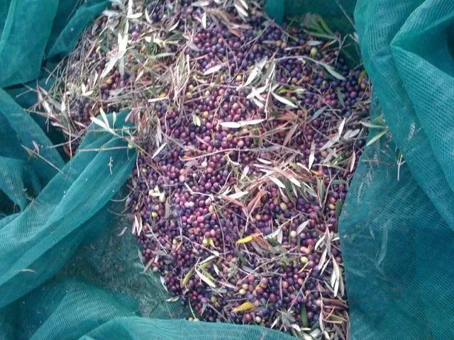 Close-up of olives in the net