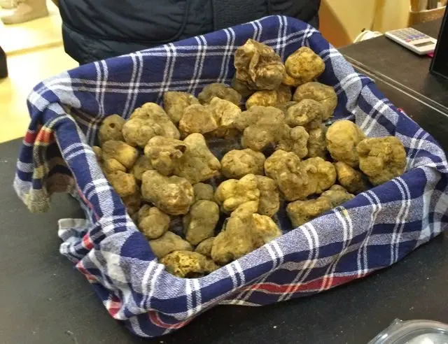 White Truffles at the Citta di Castello Truffle Festival