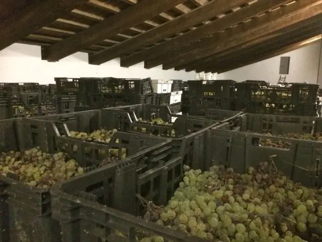 Grapes drying indoors to make vin santo