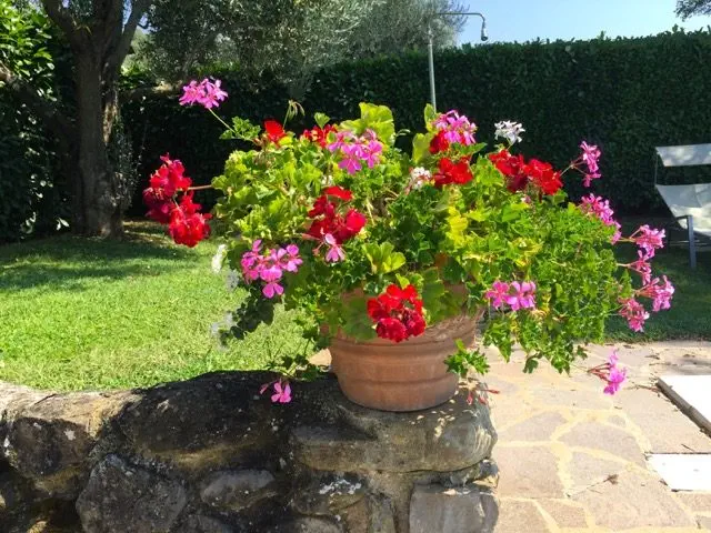 Geraniums By The Pool, San Nicolò, Holiday Villa On The Tuscany Umbria Border, Italy