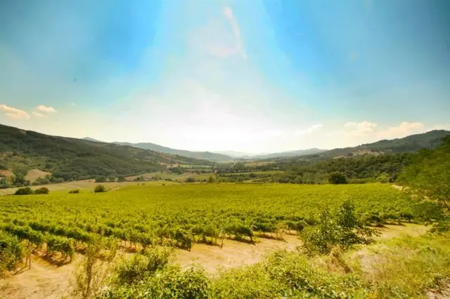The view across the beautiful Niccone Valley from the vineyard
