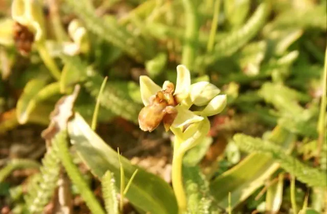 A Spider Orchid in the garden of Ca di Bracco