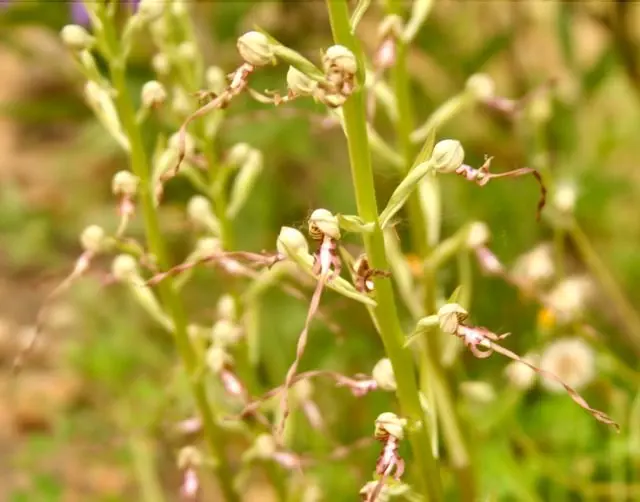 Lizard Orchids on the lawn at Ca di Bracco