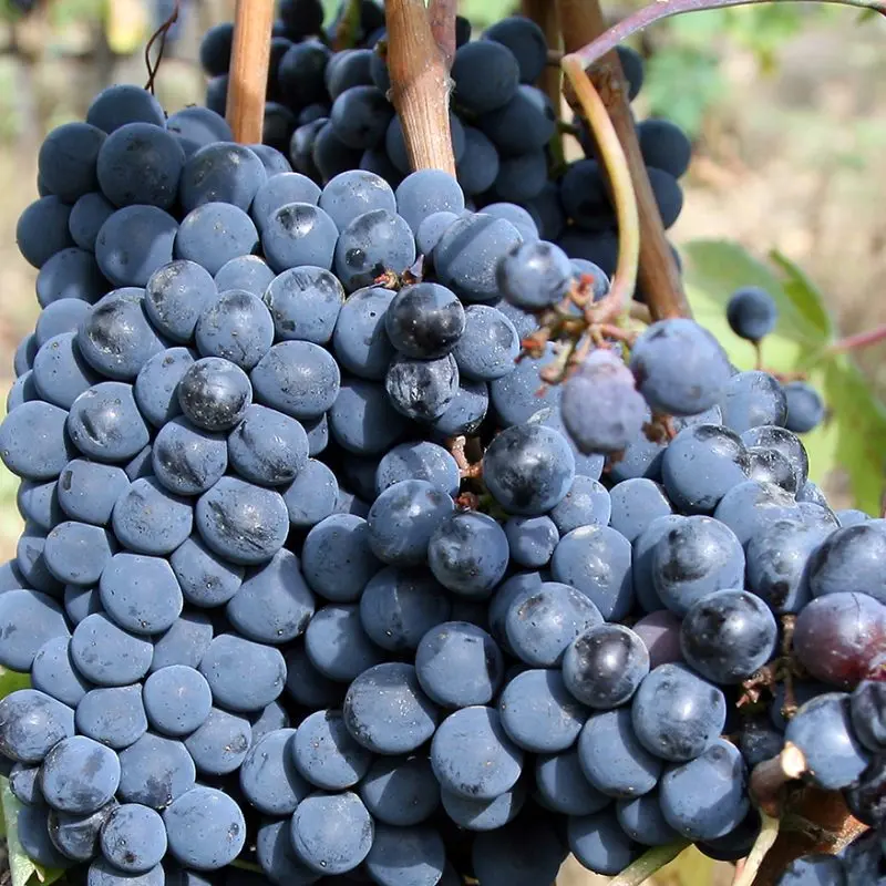 Sangiovese grapes for chianti