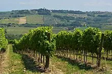 Siena vineyards