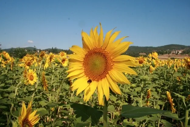 A Sunflower In The Niccone Valley