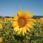 A Sunflower In The Niccone Valley